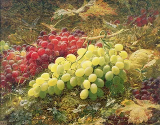 Grapes